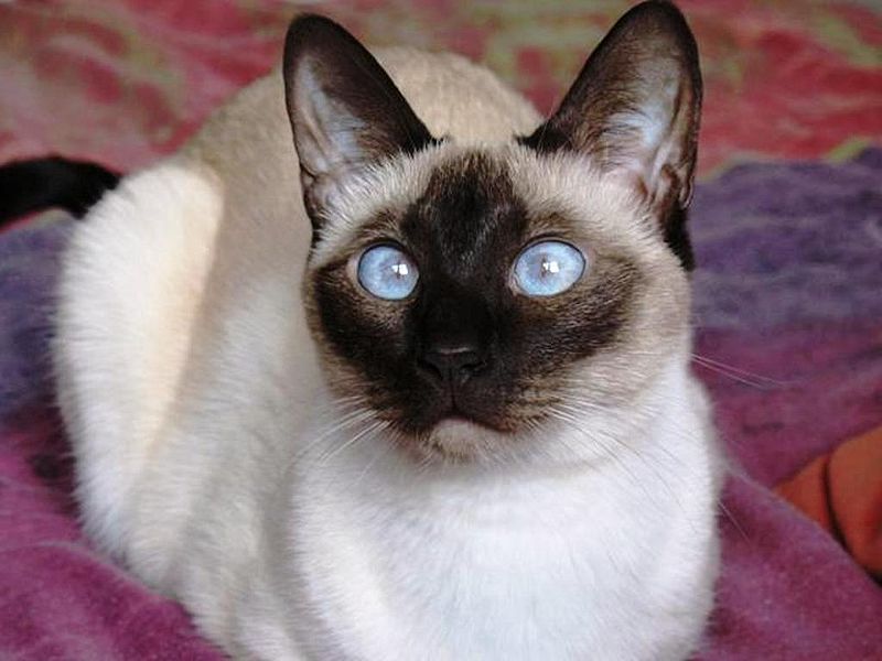 Siamese cat breed