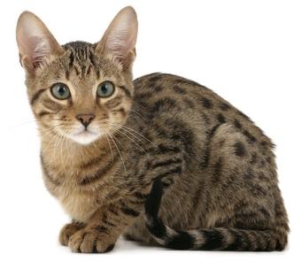 the rare cat breeds of the world cat breed 332x296