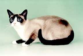 Snowshoe cat