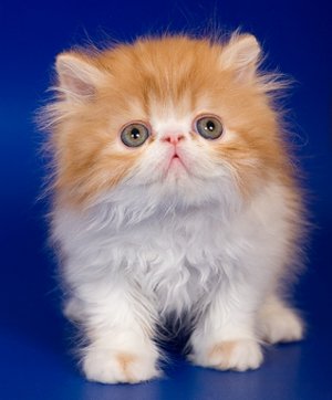 hypoallergenic teacup cats