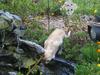 Thor outside in our Flower Garden getting a drink out of the small pond.