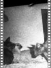 70's pets (2 dogs & Charka) (neg)