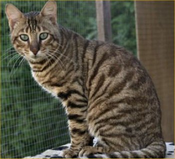 The Toyger