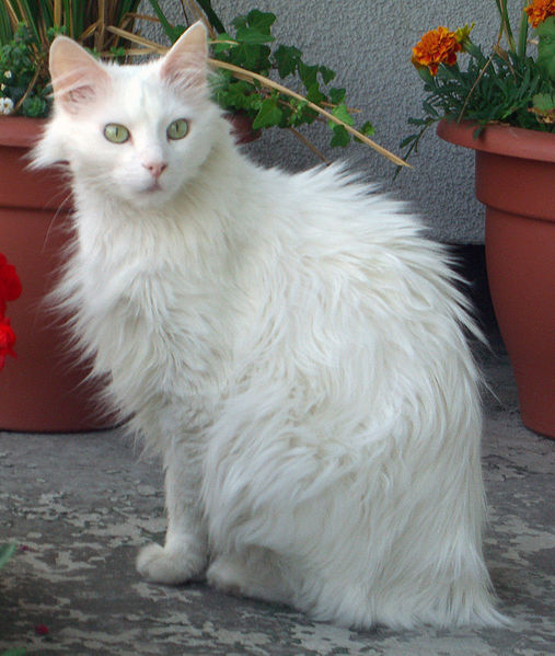 More on the Turkish Angora Cat Breed