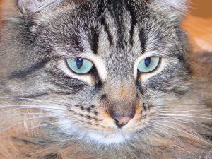 Tabby Cat