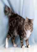 American Bobtail