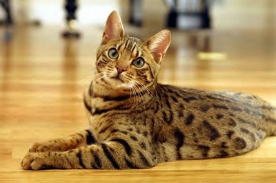 The Ocicat