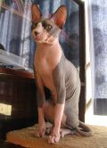 The Sphynx