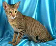 The Egyptian Mau