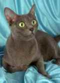 The Korat