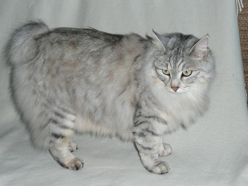 The Kurilian Bobtail