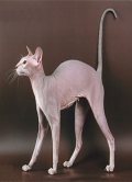 The Peterbald