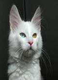 The Turkish Angora