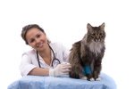 vet and cat