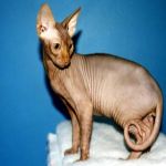 Sphynx