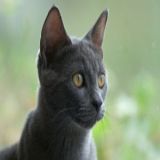 cat breeds russian blue