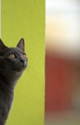 cat breeds russian blue