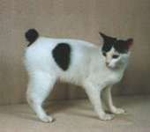 Japanese bobtail cat