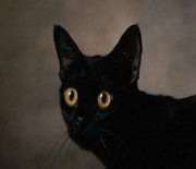 Bombay cat breed