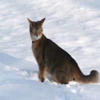 Abyssinian