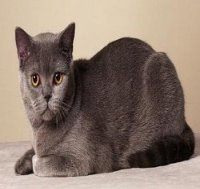 British Shorthair