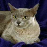 Burmese cat breed