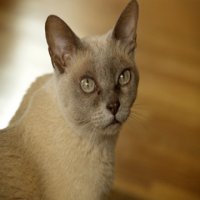 Burmese cat breed