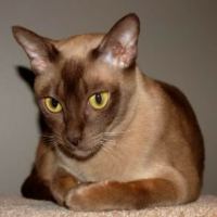 Burmese cat breed