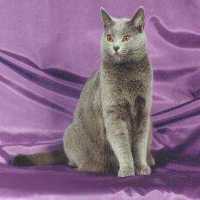 Chartreux cat breed