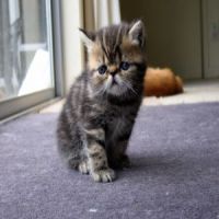 Exotic Shorthair kitten