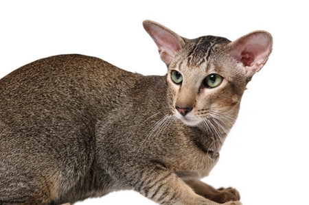 Oriental cat breeds