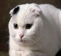 Scottish Fold cat breed