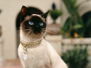 Siamese cat breed