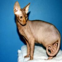 Sphynx cat breed