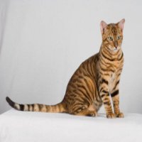 toyger cat breed