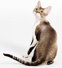 Devon Rex cat breed