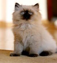 Himalayan cat breed