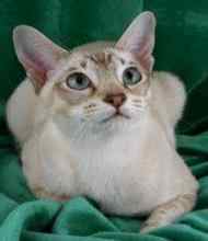 Tonkinese cat breed