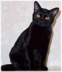 Bombay cat