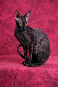 Cornish Rex cat breed