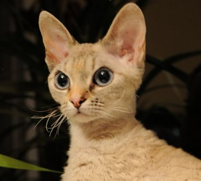 Devon Rex cat