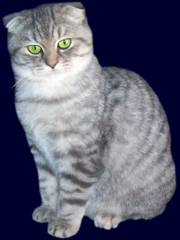 Scottish Fold