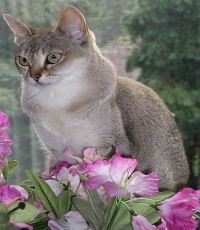 Singapura cat breed