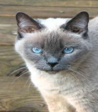 Tonkinese cat breed