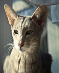 Oriental Longhair cat