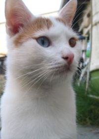 Turkish Van cat breed