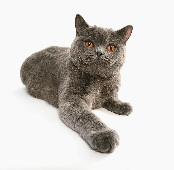 British Shorthair Cat