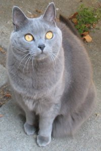 Chartreux cat breed