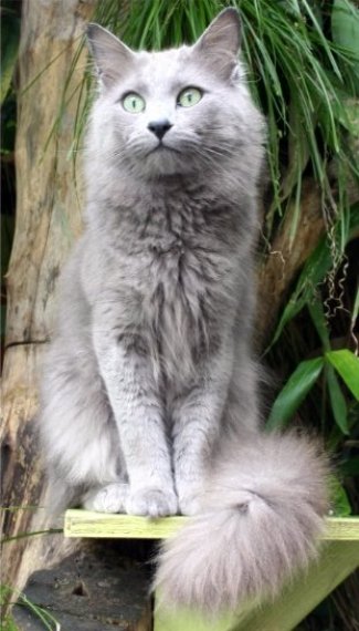 Nebelung cat breed