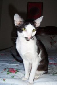 Oriental shorthair cat